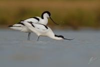 Tenkozobec opacny - Recurvirostra avosetta - Pied Avocet 0755